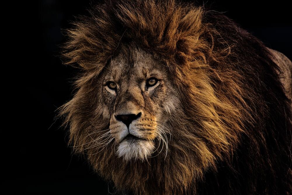 Leo the lion